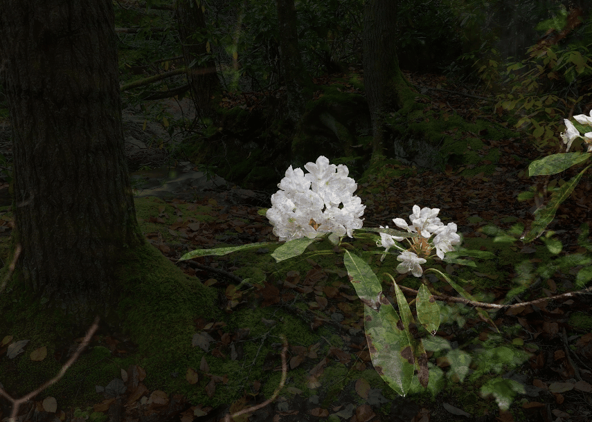 mountain laurel blooming