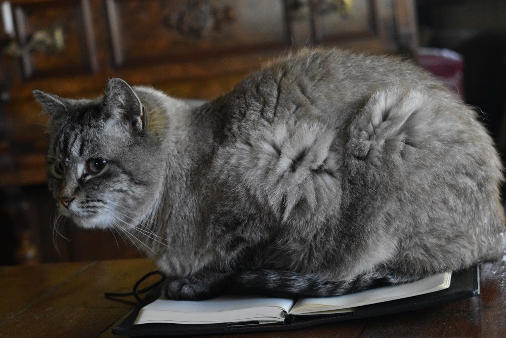 cat sitting on a notebook literally writer's block